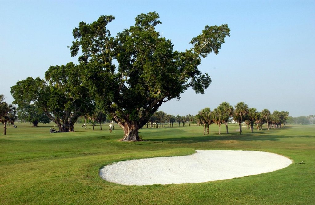 Grand tree near sand trap on golf course